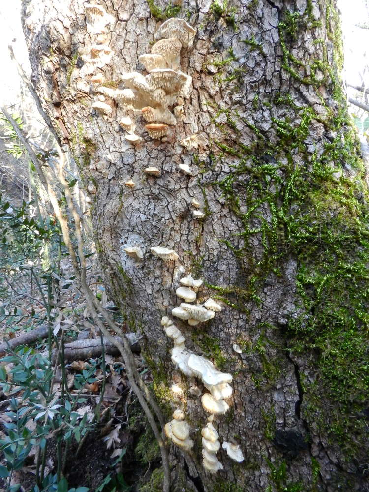 Dubbio (Sarcodontia pachyodon)